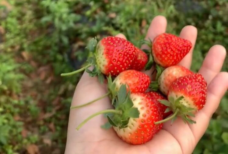 Cafe di Tasikmalaya Ini Punya View Seperti Lembang, Bisa Petik Strawberry Juga Lho