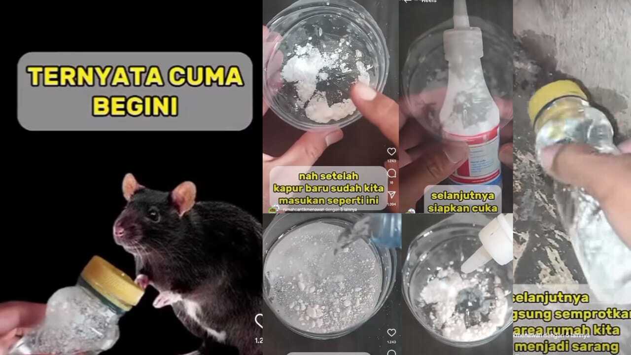 Usir Tikus dengan Bubuk Kapur Barus dan Campuran Bahan Dapur, Ternyata Aromanya Bikin Tikus Kabur