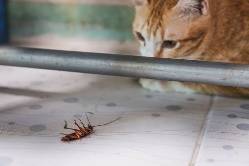 Pemilik tidak Boleh Abai! Inilah Risiko Kucing Makan Kecoa dan Cara Mencegahnya