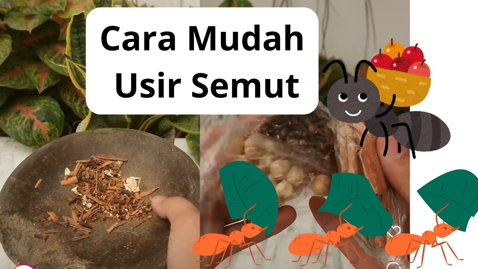 Tidak Hanya Jadi Bumbu Masak Saja, Ternyata 3 Rempah-rempah Ini Ampuh Usir Semut Di Rumah