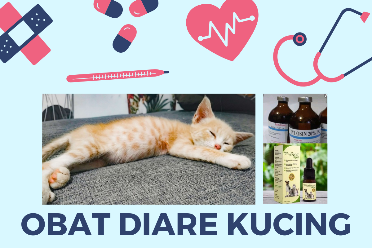 6 Rekomendasi Produk Obat Diare Kucing yang Dijamin Manjur