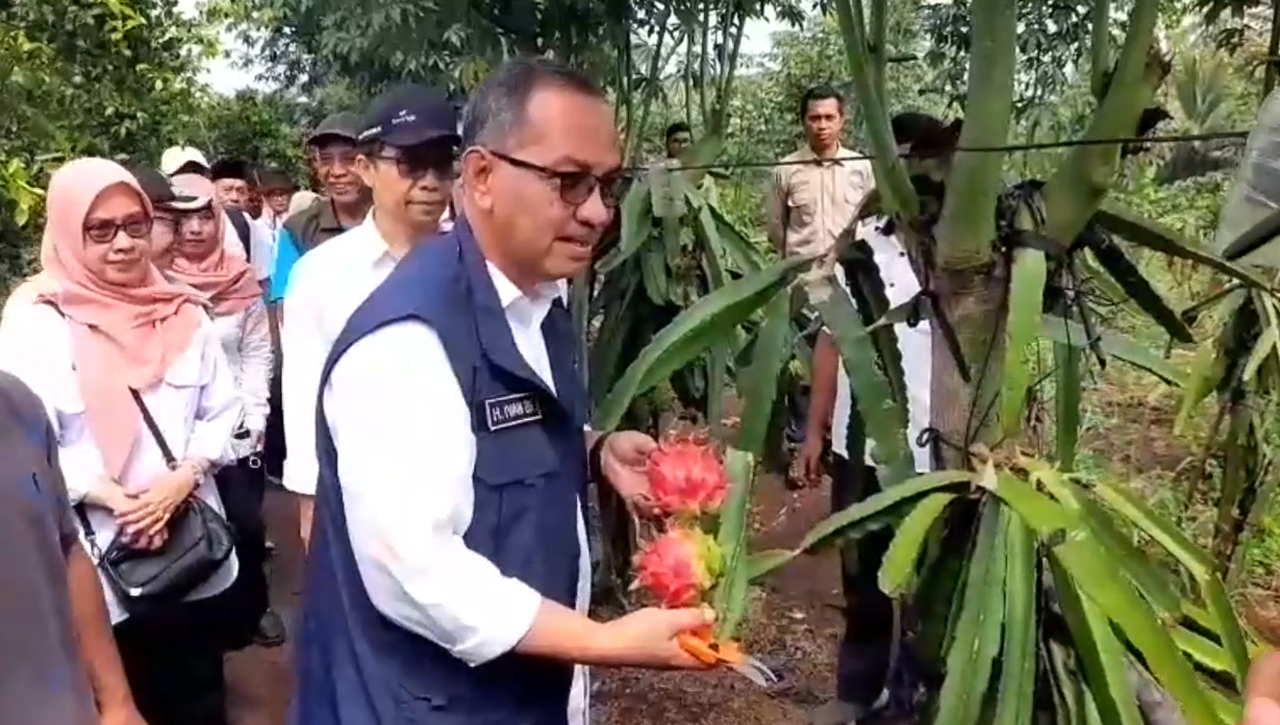 2,4 Hektar Lahan Tak Terurus Disulap Jadi Kebun Wisata Buah Naga, Buahnya Bisa Dipanen Sepanjang Tahun