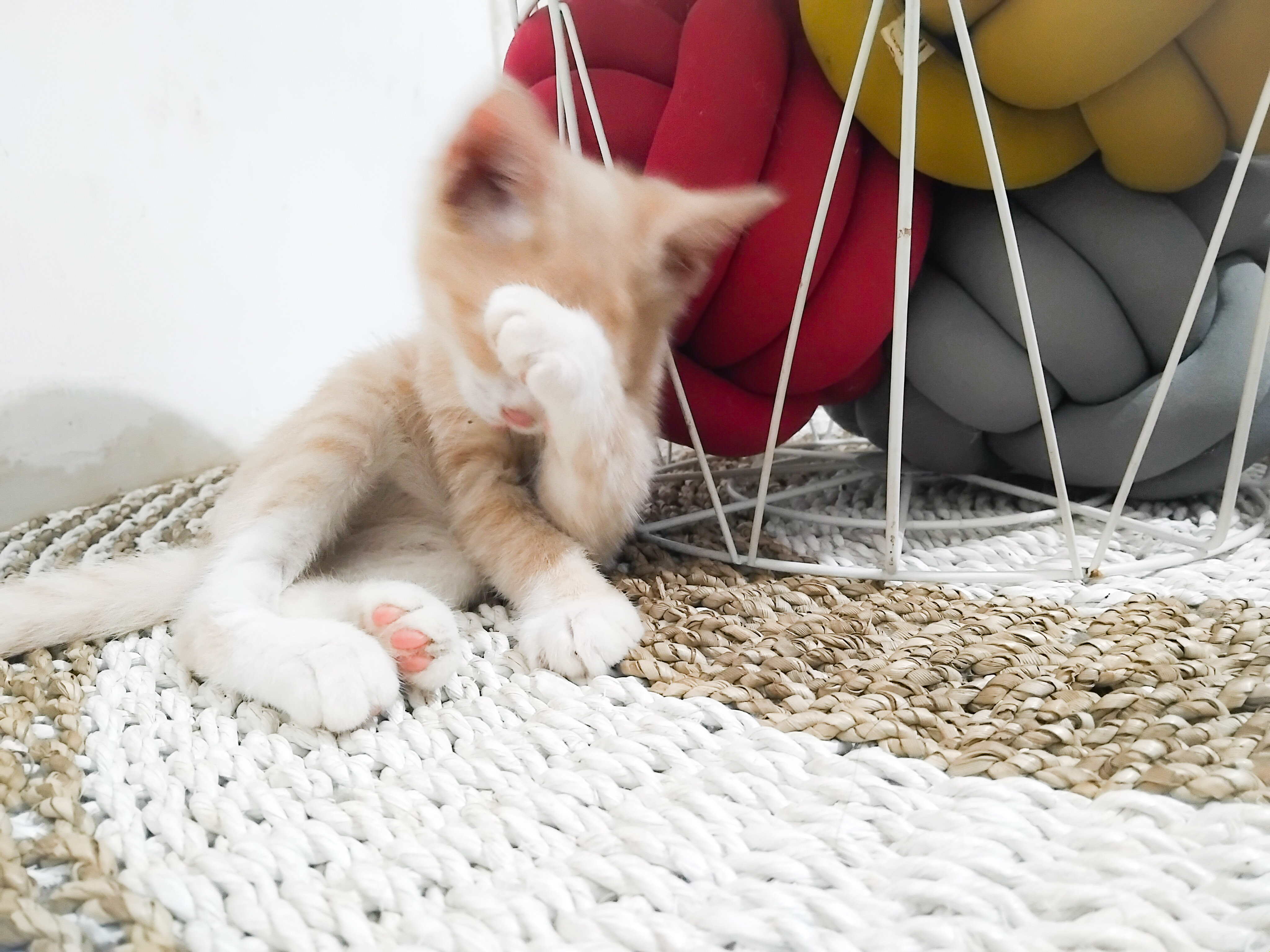 Gejala, Pengobatan dan Cara Mencegah Masalah Tungau Telinga pada Kucing, Pemilik Perlu Simak!