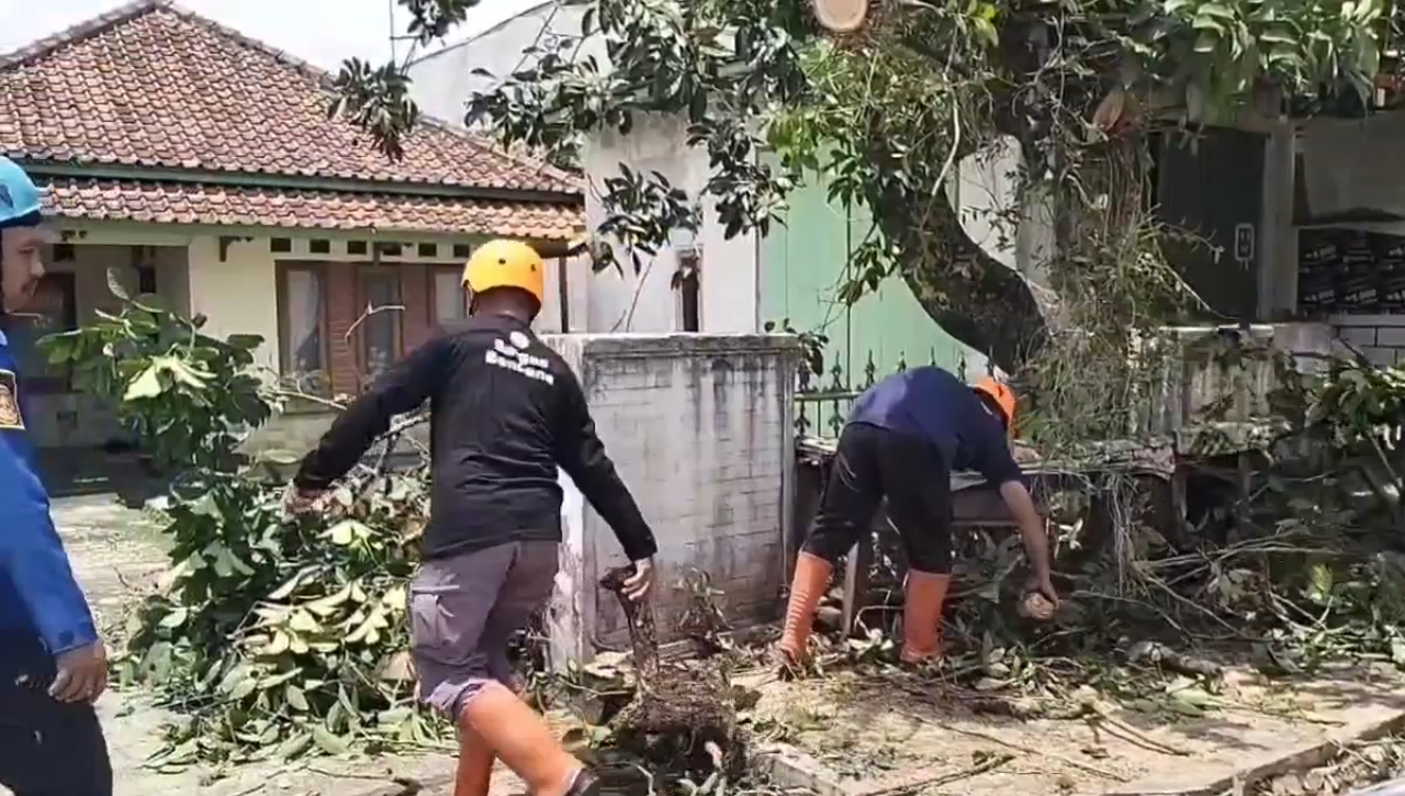 Lapuk Dimakan Usia, BPBD Kota Banjar Evakuasi Pohon Tumbang