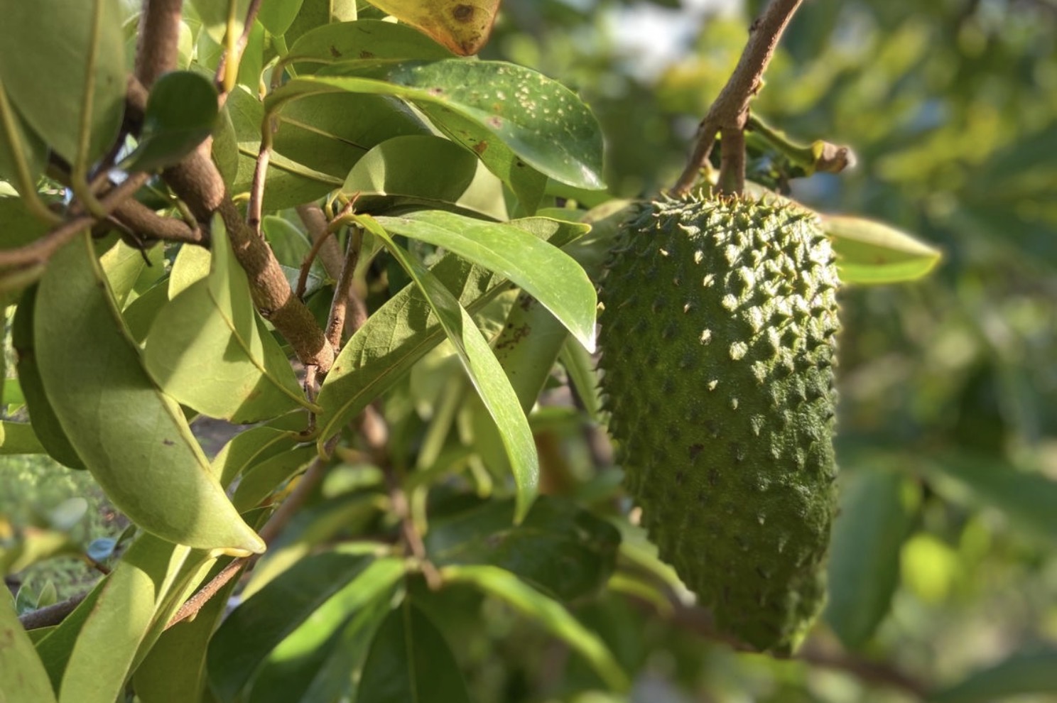Daun Sirsak yang Sering Diremehkan Ini Ternyata Punya Segudang Manfaat, Sudah Tahu?