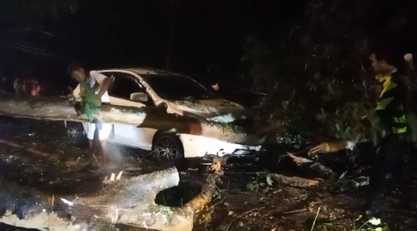 Pohon Tumbang Timpa Minibus Hingga Ringsek, Proses Evakuasi Pohon Sebabkan Kemacetan Panjang