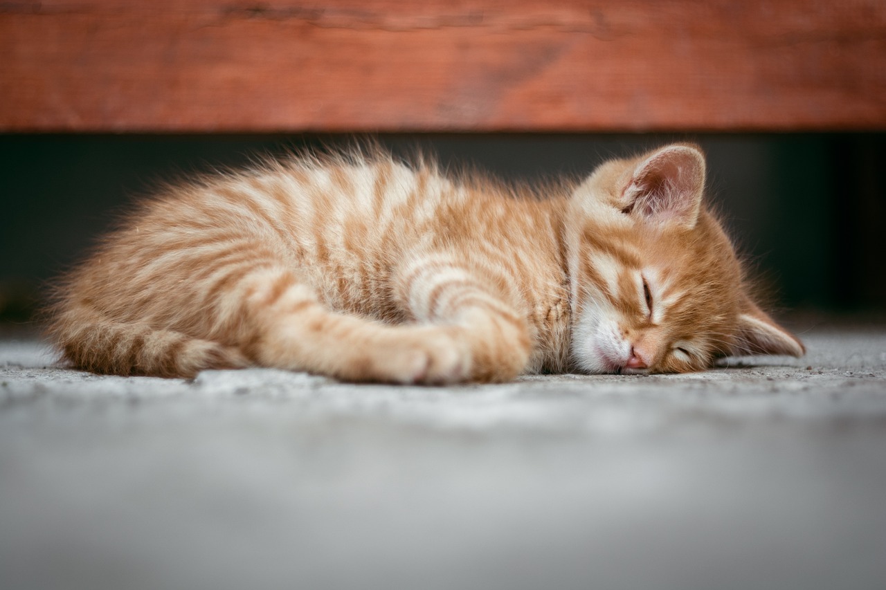 7 Tempat Favorit Kucing di Rumah untuk Tidur dan Bersembunyi, Pemilik Wajib Tahu!