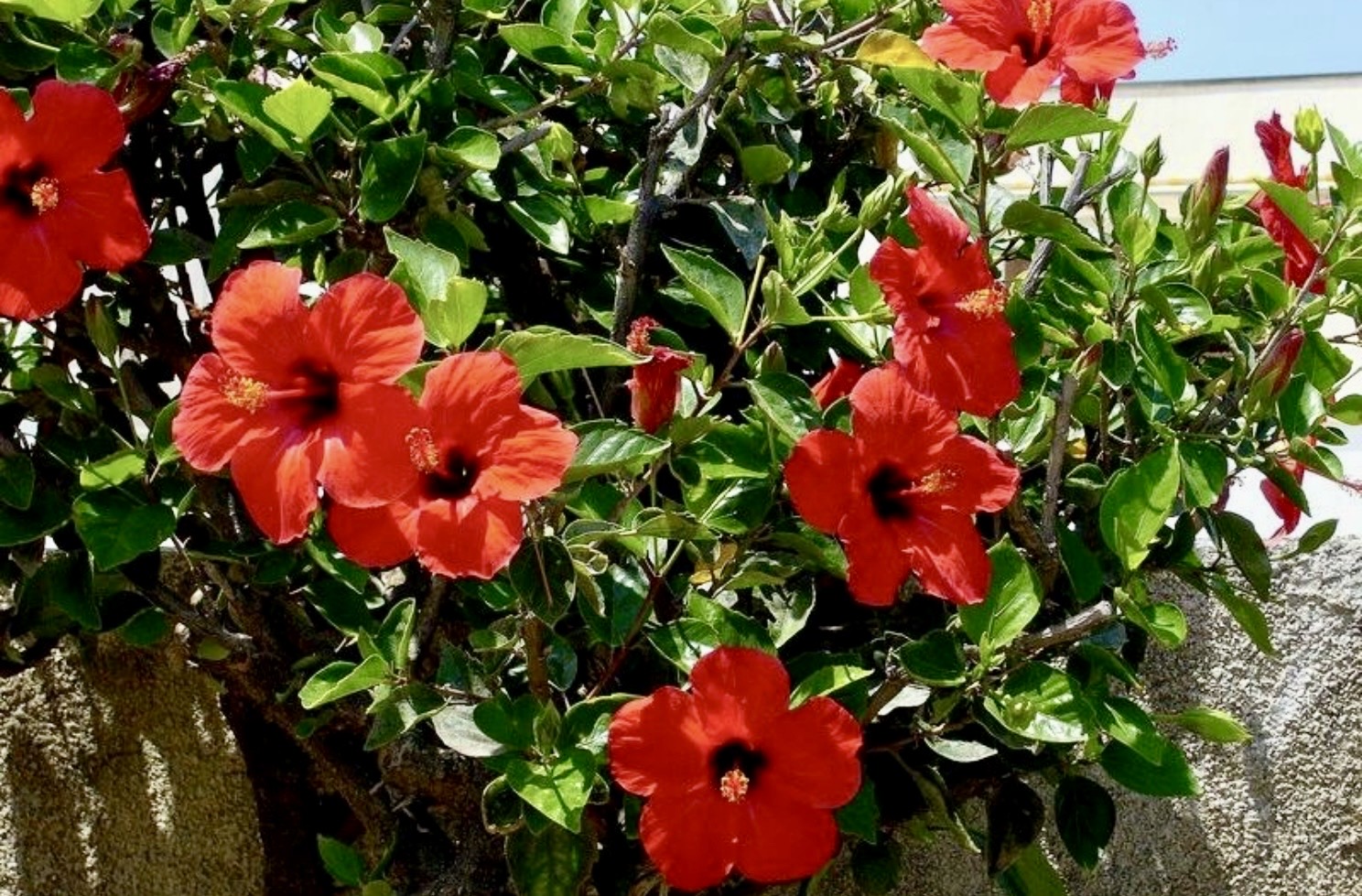 Dari Tekanan Darah Sampai Diet, Ini Manfaat Teh Hibiscus yang Jarang Dibahas