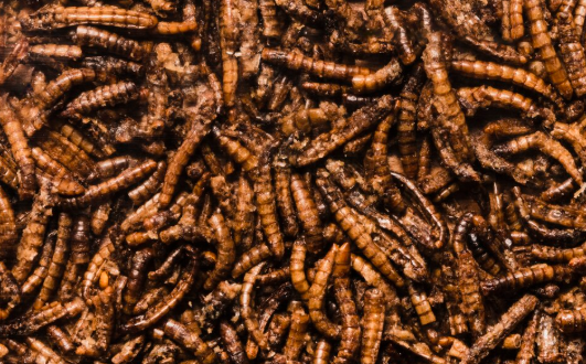 Budidaya Maggot: Solusi untuk Limbah Organik Rumah Tangga