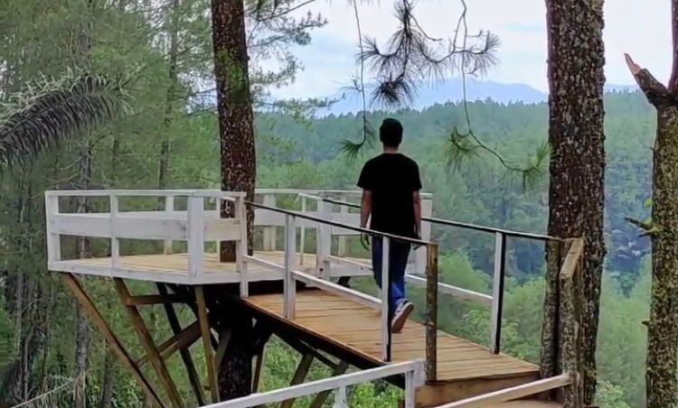 Hutan Pinus di Tasikmalaya Ini Masih Jarang Terjamah, Cocok Jadi Rekomendasi Detinasi Liburan Akhir Pekan