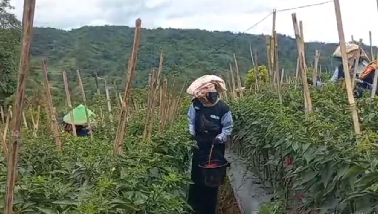 Inovasi Pertanian, Warga Ubah Lahan Teh Jadi Kebun Cabai Dukung Ketahanan Pangan dan Serap Tenaga Kerja