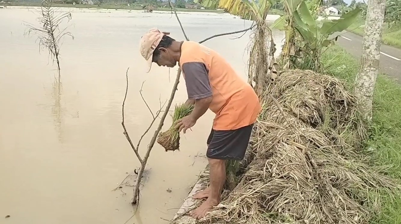 Sawah Milik Para Petani di Pulomajeti Kota Banjar Terendam Banjir, Bibit Padi Terbawa Arus