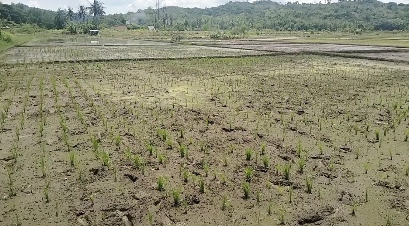 Petani Penggarap di Kota Banjar Berhak Dapat Pupuk Bersubsidi, Begini Cara Mendapatkannya....