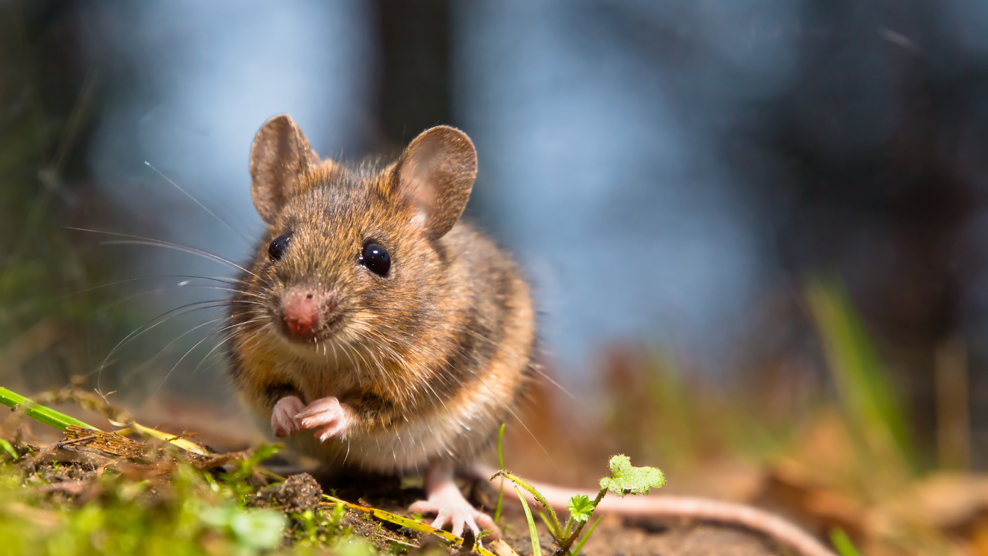 Jangan Anggap Sepele, Ini Bahaya Keberadaan Tikus di Rumah Bagi Kesehatan, Tikus Ternyata Bisa Sebarkan Virus