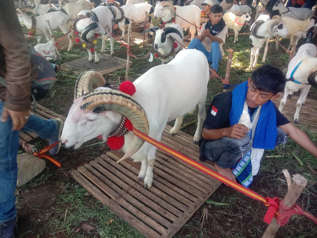 Luar Biasa! 495 Ikuti Domba Adu Kasep dan Berat Badan dalam Pesta Patok di Kabupaten Tasikmalaya