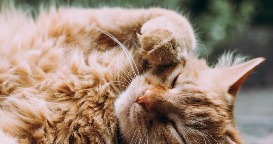 Penting Untuk Diketahui Majikan, Berikut Cara Grooming Kucing yang Benar