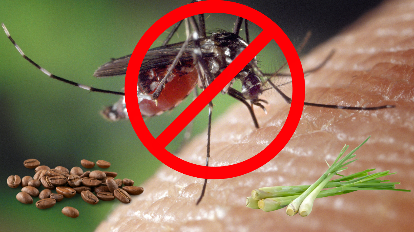 Segudang Manfaat Campuran Kopi Dan Sereh, Ternyata Bisa Untuk Mengusir Nyamuk, Begini Caranya