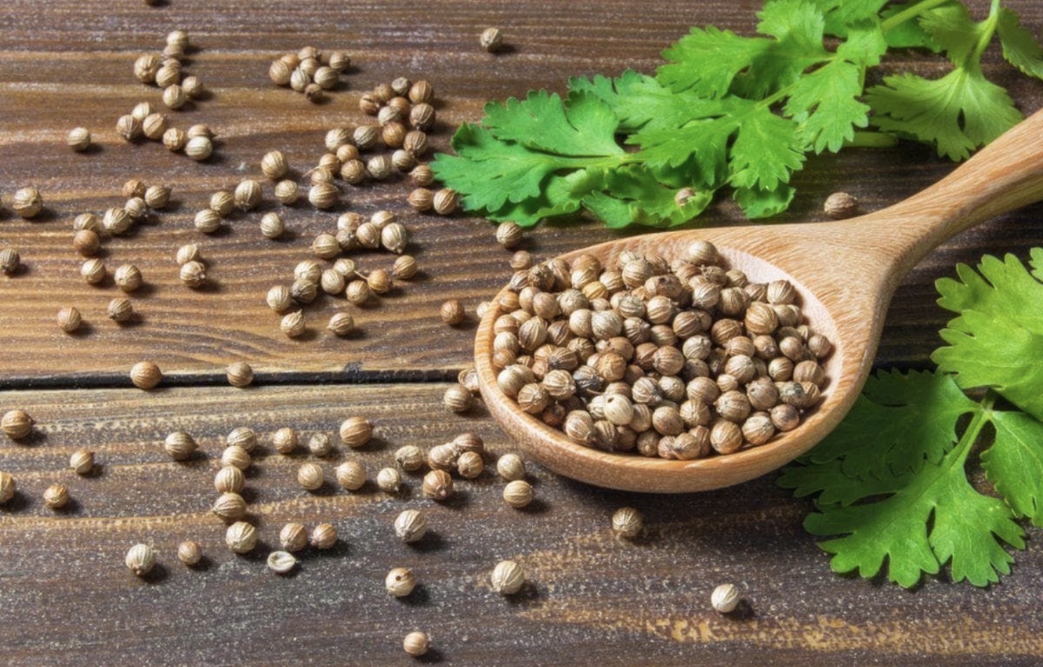 Jangan Cuma Jadi Bumbu, Air Ketumbar Ternyata Punya Khasiat yang Jarang Diketahui!