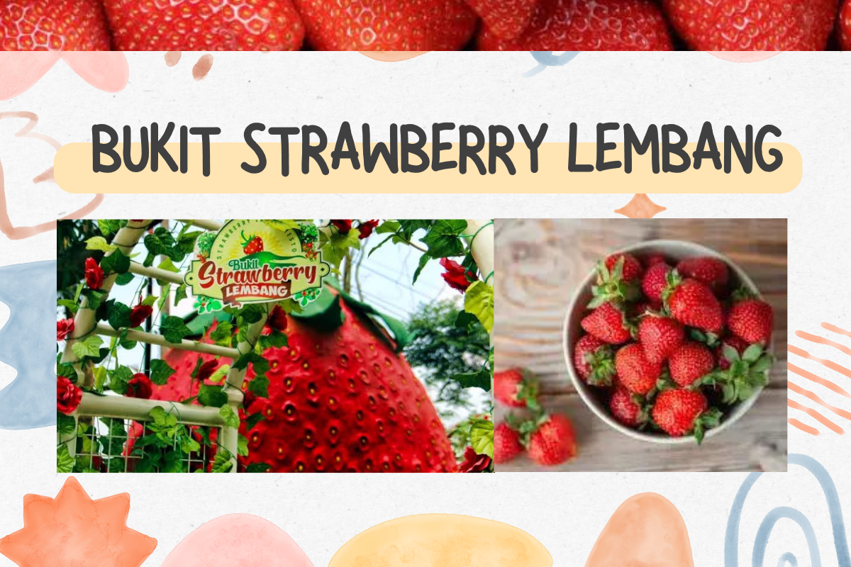 Cocok Bagi Pecinta Buah! Agrowisata Bukit Strawberry Lembang, Simak Harga Tiket Terbarunya