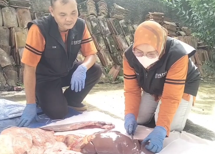 Masyarakat Diajak Kenali Hewan Kurban Terjangkit Penyakit, Zoonosis: Penyakit Menular Paling Berbahaya