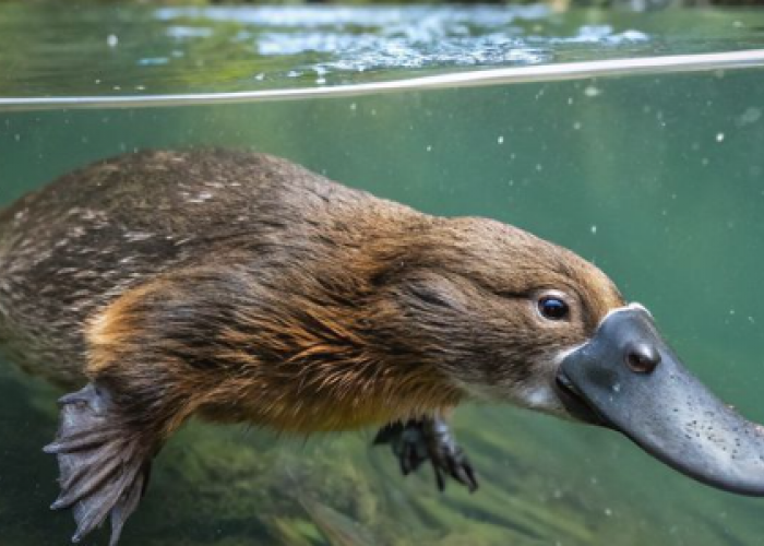 Bisa Banyak Hal Tapi Tidak Menonjol? Mungkin Kamu Mengalami Kutukan Platipus