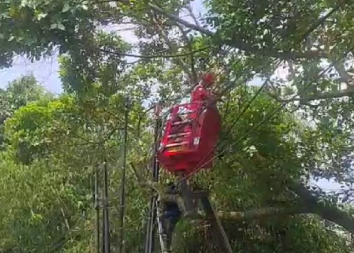 PUTR Kota Tasikmalaya Respon Permohonan Warga , Bereskan Kabel Serta Pangkas Ranting Pohon di Pinggir Jalan