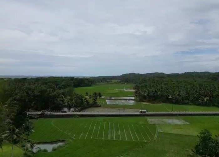 Bupati Dorong Pembangunan Bendung dan Tanggul dI Selatan, Libatkan Ahli Tanam Padi Varietas Tangguh 