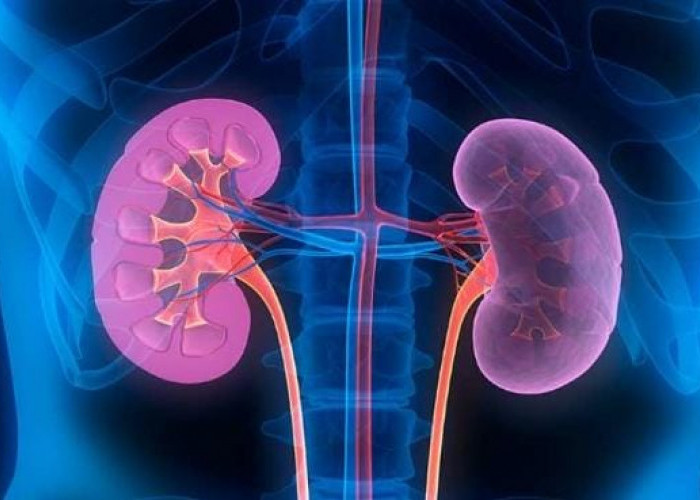 Rahasia Ginjal Kuat Tanpa Obat: Tips Sederhana dari Ahli Nefrologi Selama 30 Tahun
