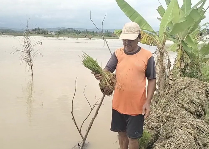 Petani Terdampak Banjir di Pulomajeti Tak Terima Ganti Rugi, Pihak Asuransi Tolak Klaim Kerugian