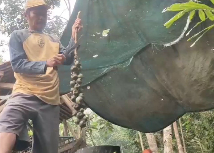 Petani Kolang Kaling Di Ciamis Panen Cuan Di Bulan Ramadan, Kantongi Keuntungan Bersih Rp 500 Ribu Per Hari 
