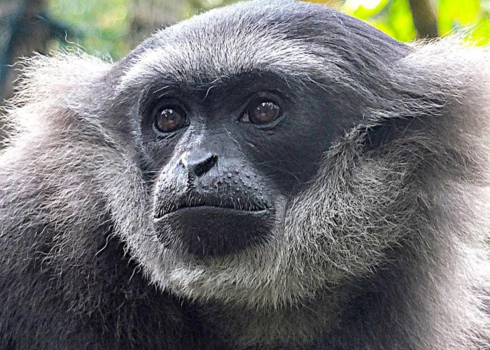 5 Fakta Unik Owa Jawa, Kera Setia Asli Pulau Jawa yang Mulai Langka