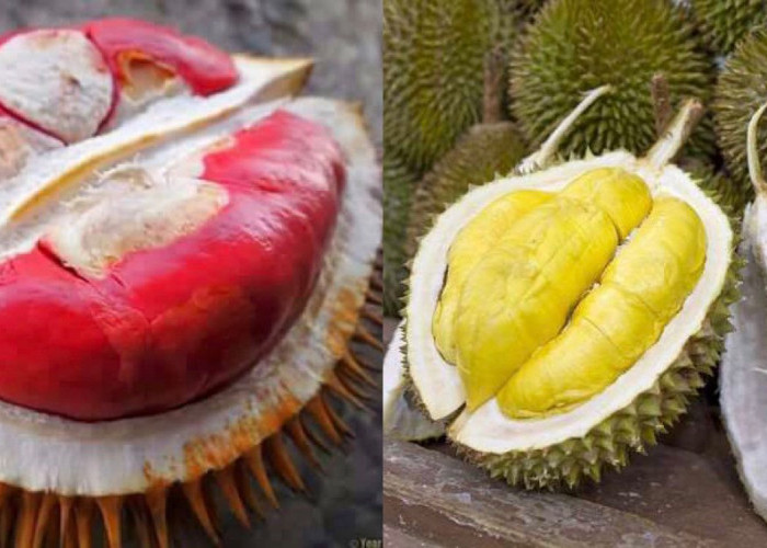 Deretan Jenis Durian Asli indonesia, Kamu Lebih Suka Yang Mana?