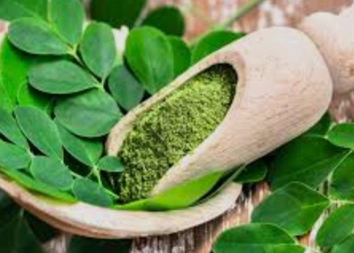 Ibu Menyusui Wajib Tahu! Ini Keunggulan Daun Kelor bagi Kesehatan dan ASI