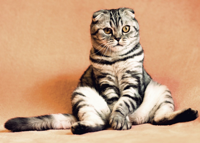 Bahayakah Kucing Terus Cegukan? Yuk Simak Penjelasan dan Cara Mengatasinya