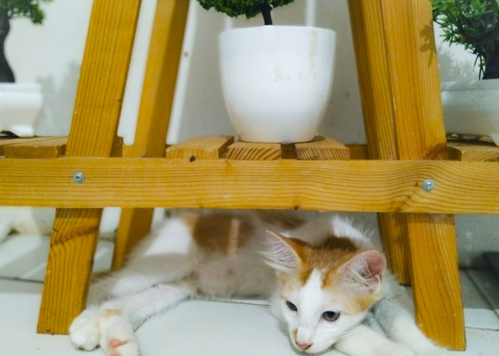 Pemilik Wajib Peka! Ketahui 6 Gaya Tidur Kucing Saat Sedang Sakit