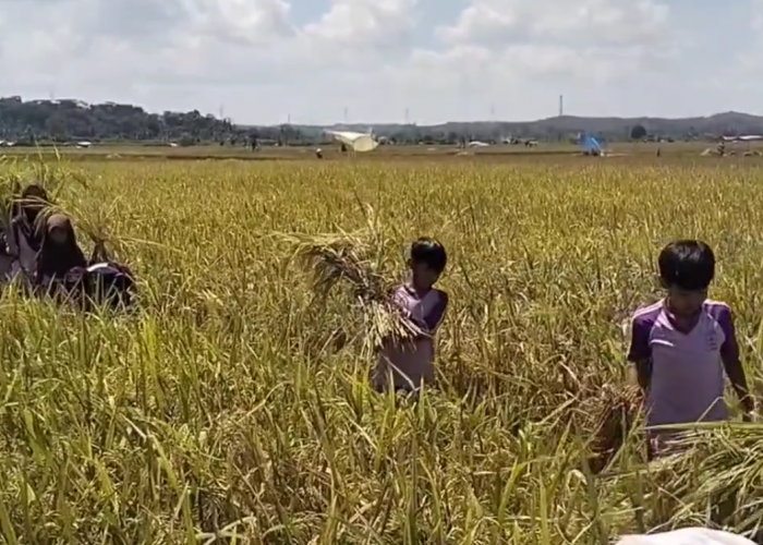 Kelompok Tani Parikesit Cuan dari Bisnis Padi Organik, Mulai Kenalkan Penanaman Padi Organik pada Anak Sekolah