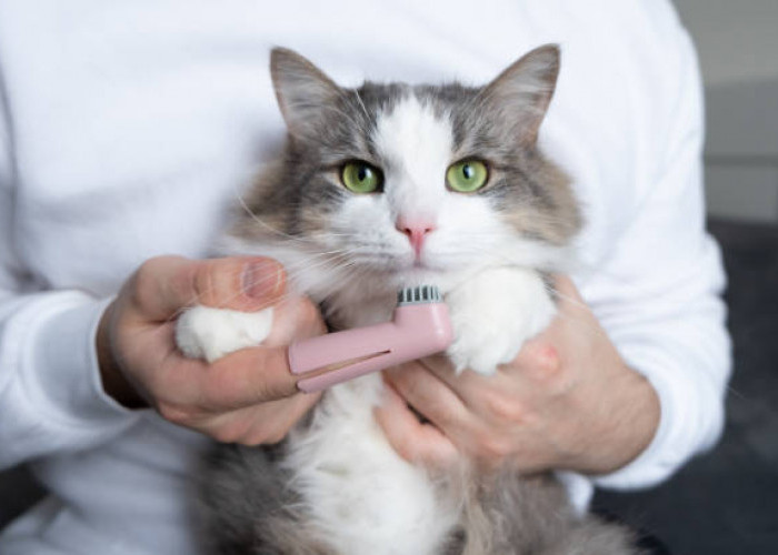 Inilah 7 Cara Ampuh Menghilangkan Bau Mulut Kucing