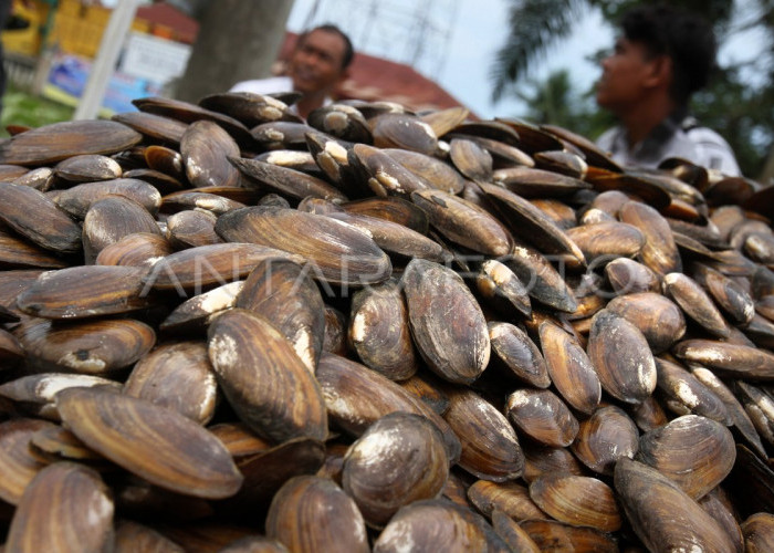 Resep Andalan: Cara Memasak Tumis Kijing Pedas Manis agar Tidak Amis dan Alot