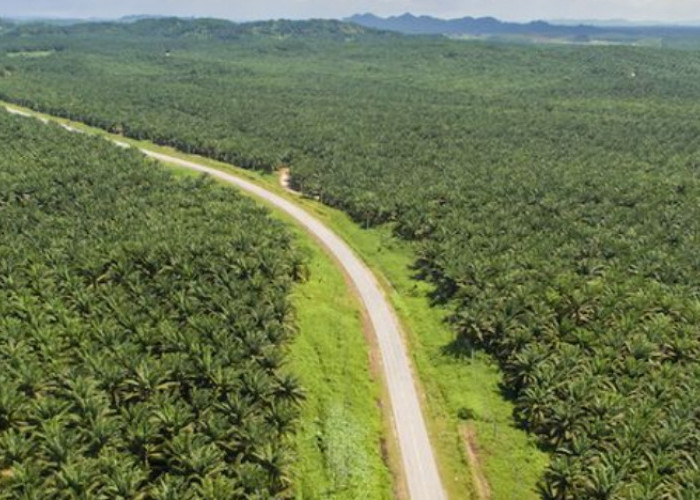 Eksportir Utama Komoditas: Bagaimana Sawit dan Batu Bara Indonesia Menggerakkan Industri Global