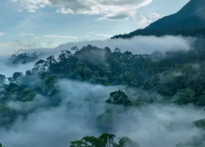 Zamrud Khatulistiwa: Mengapa Indonesia Adalah Jantung Biodiversitas Dunia yang Tak Tergantikan