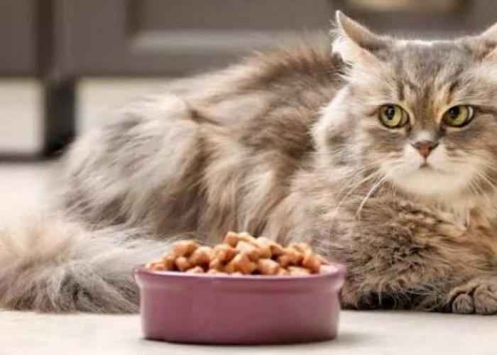 5 Rekomendasi Makanan Kucing Kaya Nutrisi, Lengkap Dengan Harganya