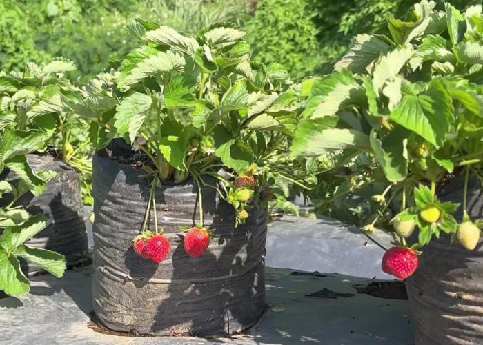 Update 2026: Bukit Strawberry Lembang, Wisata Edukasi Alam yang Menyegarkan di Bandung Barat