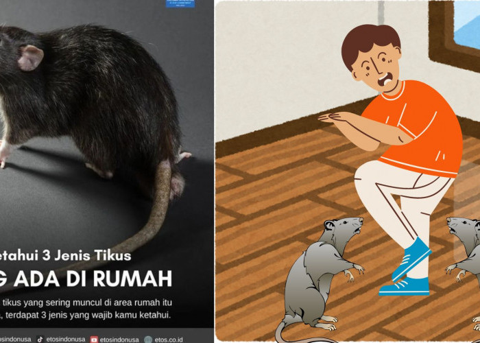 3 Jenis Tikus Yang Sering Muncul di Areal Rumah, Ternyata masing-masing jenis Punya Ukuran Badan Berbeda