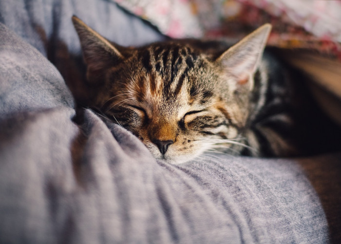 Yuk Pahami 7 Tanda Kucing Mendekati Kematian, Salah Satunya Mengeluarkan Bau Tidak Sedap