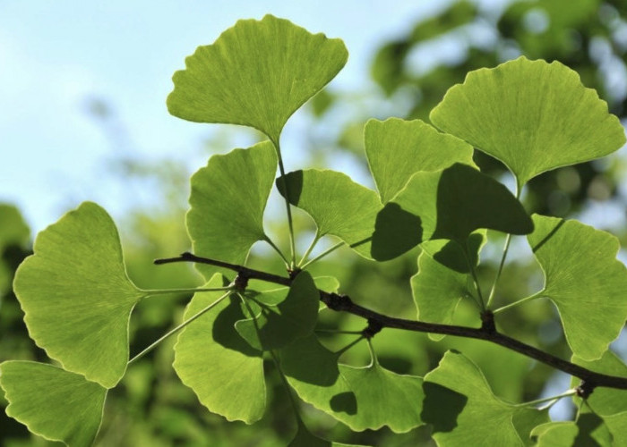 Ginkgo Biloba: Daun Kuno yang Katanya Bisa Bikin Otak Lebih Tajam, Tapi Beneran Nggak Sih?