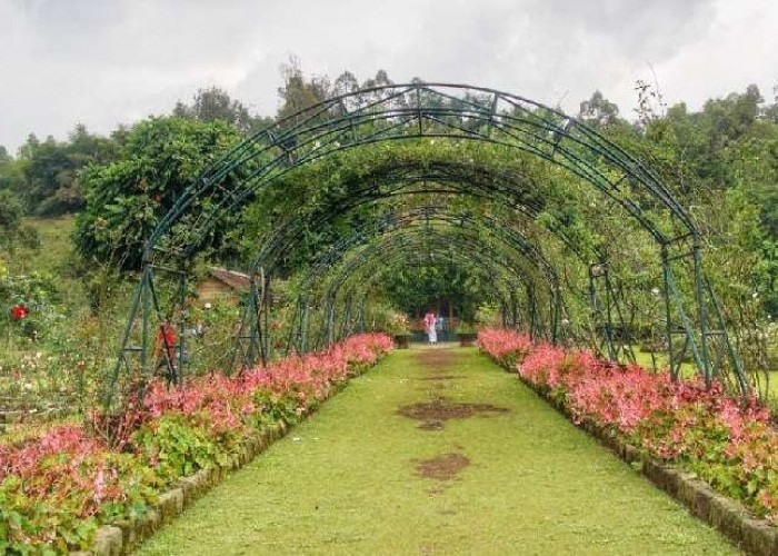 Update Wisata Garut 2026: Keindahan Taman Mawar yang Semakin Mempesona