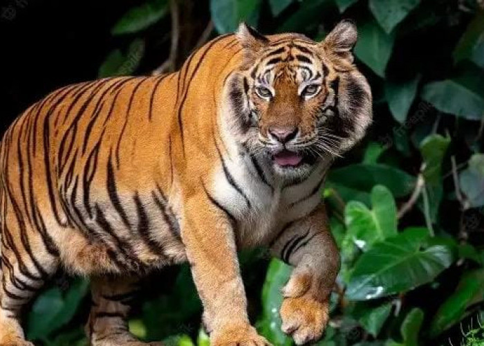 Riwayat Sang Penguasa Jawa: Penyebab Runtuhnya Populasi Harimau Jawa