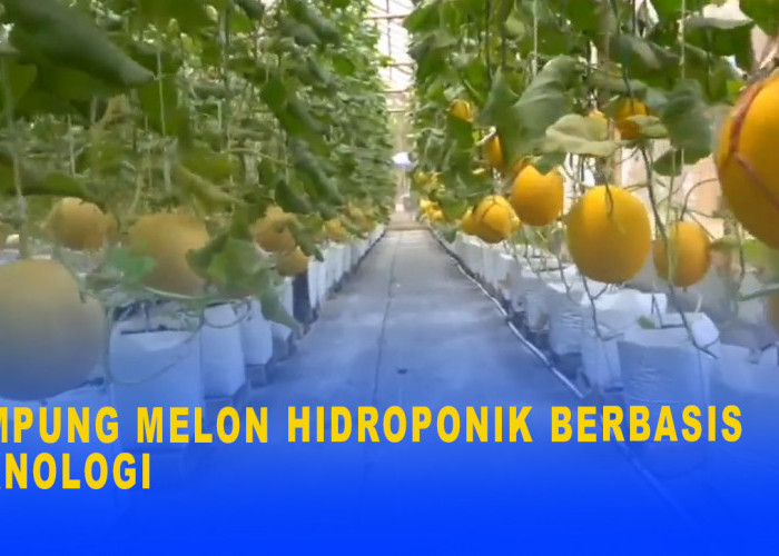 Kampung Melon Hidroponik Berbasis Teknologi, Mampu Raup Cuan Hingga Puluhan Juta Rupiah