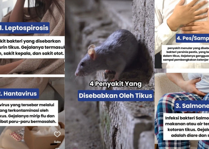 4 Penyakit Yang Disebabkan Oleh Tikus, Hindari Terkena Penyakit Tikus Dengan Melakukan Langkah Ini