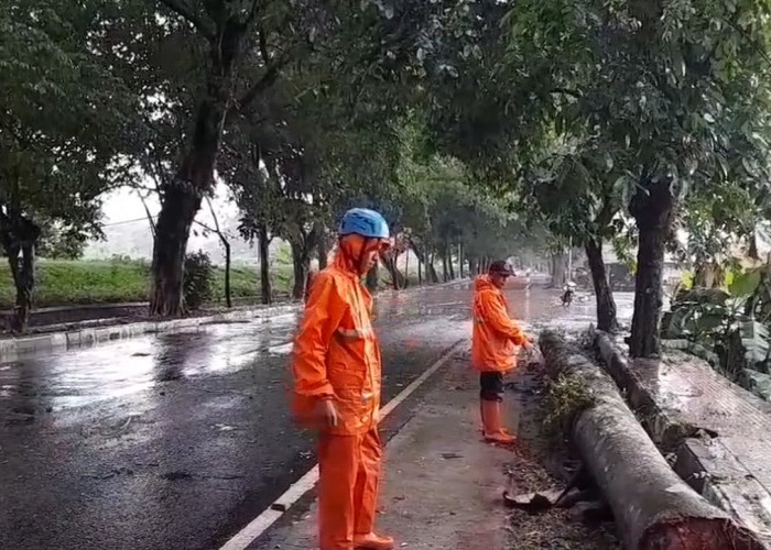  Timpa Pengendara Motor, Pohon Tumbang Di Jalan Nasional Nyaris Makan Korban